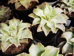 -宜家家居(四元桥商场店)