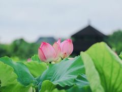-梁鸿国家湿地公园