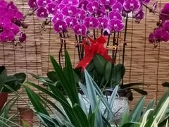 -秦美花卉(天朗·莱茵小城2期店)