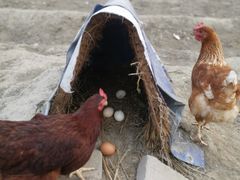 -兴芮温泉度假区