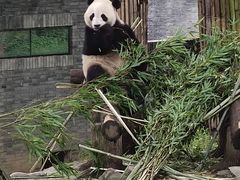 -都江堰中华大熊猫苑