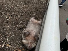 -费瑟代尔野生动物园