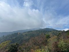 -天目山大树王景区