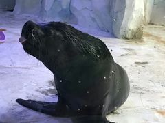 -芜湖新华联大白鲸海洋公园