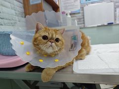 -纳吉亚猫专科动物医院博雅分院
