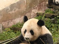 -中国大熊猫保护研究中心雅安碧峰峡基地