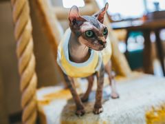 -藏猫猫咖啡主题馆(中央大道店)