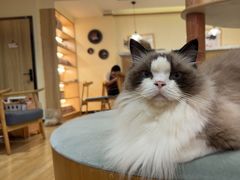 -滚猫咖啡·猫咖·猫友好撸猫(未来城店)