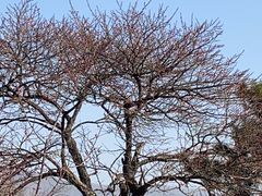 -梅花山(明孝陵内)
