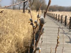 -野鸭湖国家湿地公园