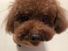 -艾贝尔宠物医院·24H转诊中心·肿瘤猫专科(江宁双龙店)