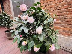 -芙蓉堂(武汉天地店)