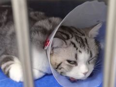 -佑安动物医院·全科·内窥镜中心(幸福巷店)