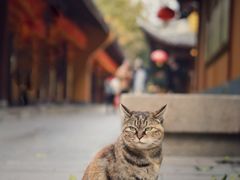 -龙华寺