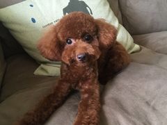 -Oh My Dog宠物沙龙(伊珊娜皮毛护理店)