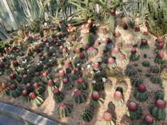 -深圳仙湖植物园