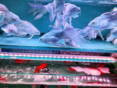 -青石桥花鸟鱼虫市场(叠翠城店)