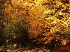 -光雾山旅游景区