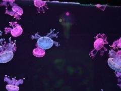 -石家庄极地海洋世界