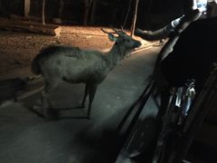 -清迈夜间动物园