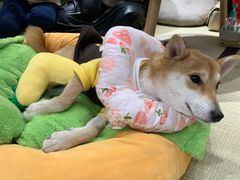 -逗柴咖啡屋·狗咖猫咖宠物桌游