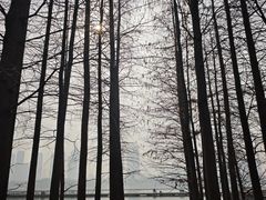 -月湖风景区