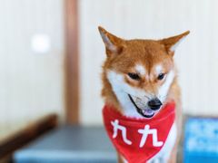 -柴源莊·柴小宠柴犬咖啡