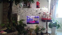 20141228153338-克丽缇娜