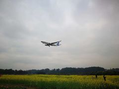 -空港花田景区