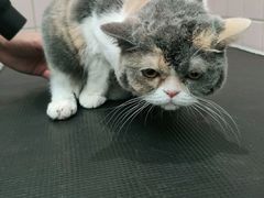 -FAELING PETS美天灵宠物(富力广场店)