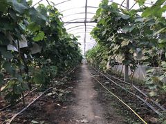 -马陆小张葡萄园农家乐