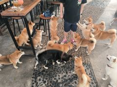 -柴犬高等学院·狗咖·柴犬售卖·宠物训练