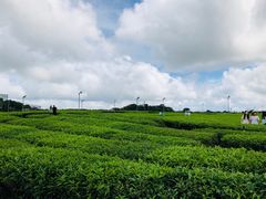 -雪绿茶博物馆