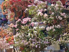 -溪岸路花鸟市场