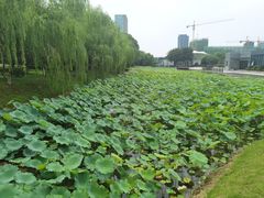 -桐乡植物园