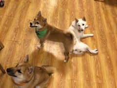 -柴犬高等学院·狗咖·柴犬售卖·宠物训练