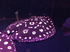 -大自然花鸟鱼虫市场