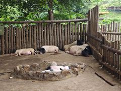 -泉州海丝野生动物世界