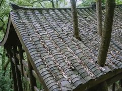 -南山植物园
