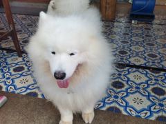 -more than meow吴止猫主题餐厅(承德 中船汇店)