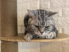 -平行世界·猫咖(首经贸店)