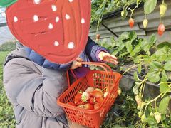 -大自然农场蔬菜草莓采摘园