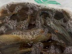 -银湖山郊野公园-相思林