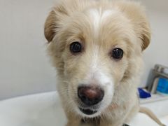 -博特宠物医院24h犬猫全科.骨科·异宠