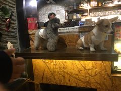 -more than meow吴止猫主题餐厅(承德 中船汇店)