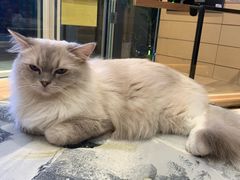 -瞄一喵猫咖(格力海岸店)