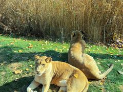 -北京野生动物园