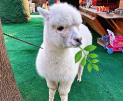 -萌宠亲子动物乐园(槐房万达店)