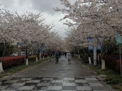 -高东镇樱花园