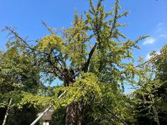 -上海佘山国家森林公园天马山园